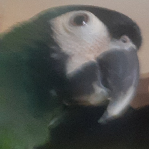 darcadmin